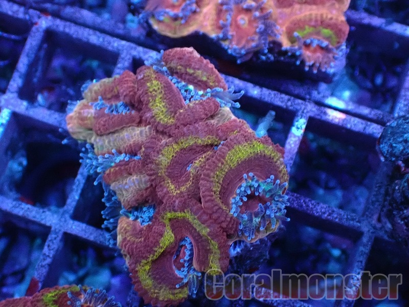 大きな天然サンゴ 約25cm 商品検索 | サンゴ通販なら大阪の専門店 Coralmonster-コーラル