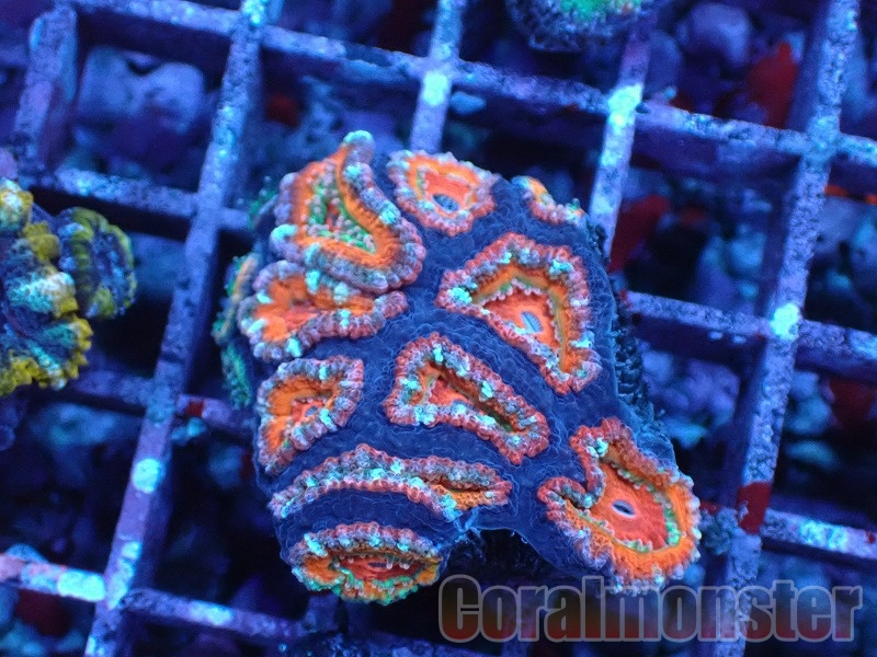 大きな天然サンゴ 約25cm 商品検索 | サンゴ通販なら大阪の専門店 Coralmonster-コーラル