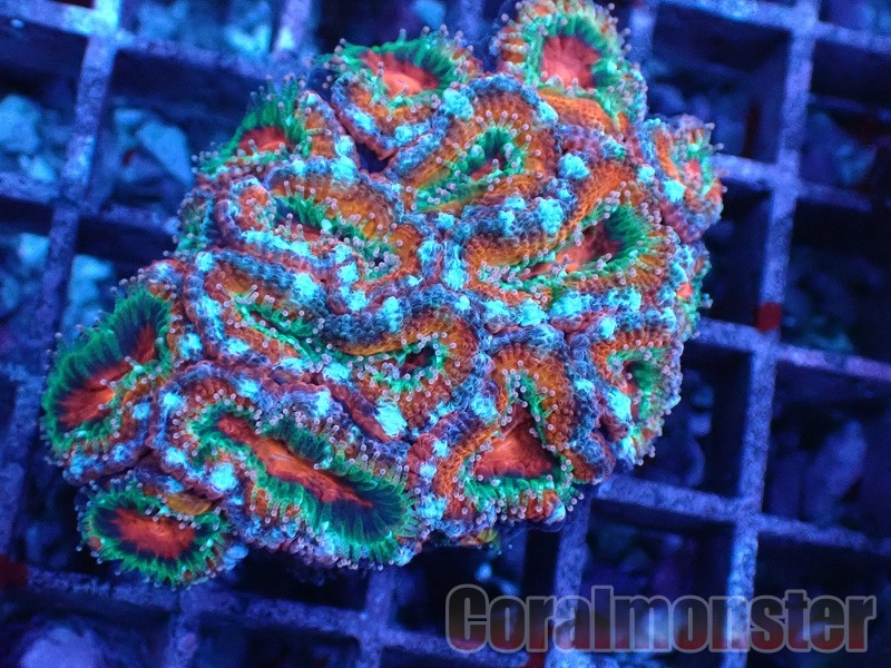 アワサンゴ　D-25 アワサンゴの飼育方法 弱ったときの対処方法 水流 増やすことはできる