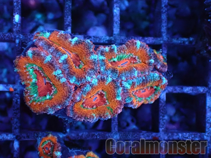 オオバナサンゴ　グリーンマルチ No.53 フィジー産 オオバナサンゴ グリーンマルチを買うなら