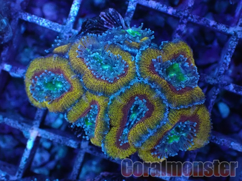 商品検索 | サンゴ通販なら大阪の専門店 Coralmonster-コーラル