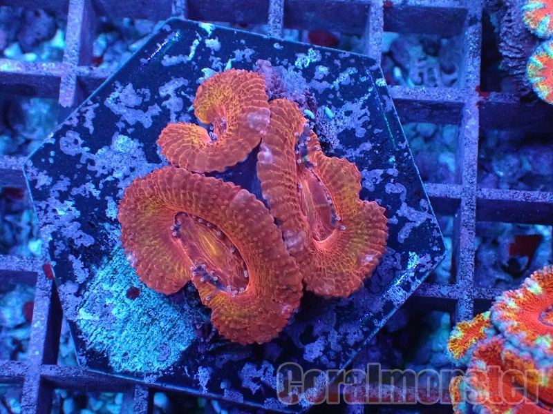 その他 sanngo サンゴ,フラグサンゴ | CENTRAL CORAL