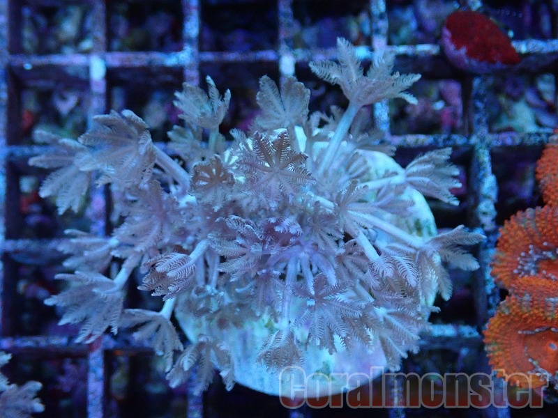 【★】特大　オオバナサンゴ 楽天市場】オオバナサンゴ（観賞魚｜熱帯魚・アクアリウム