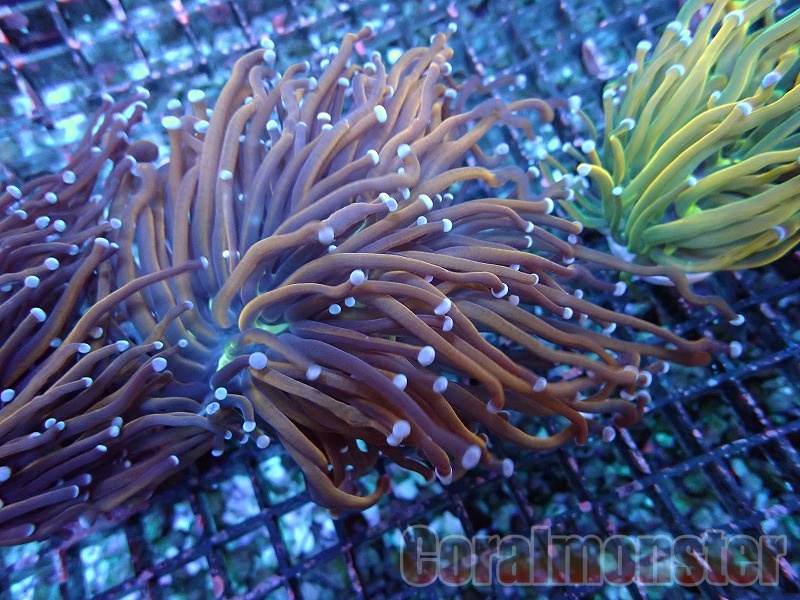 商品検索 | サンゴ通販なら大阪の専門店 Coralmonster-コーラル