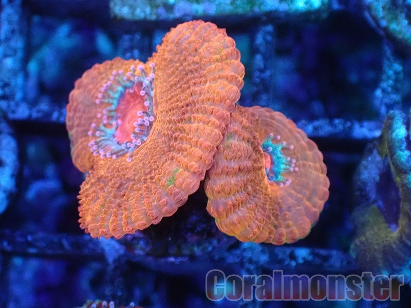 温熱マットマイナスイオンミネラル鉱石と風化造礁サンゴのヤビクイオン