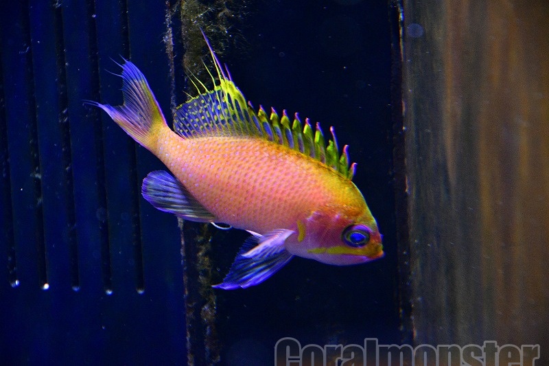 コーラルSP 商品検索 | サンゴ通販なら大阪の専門店 Coralmonster-コーラル