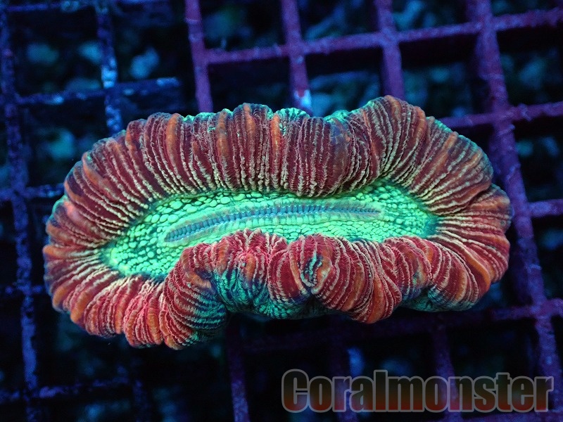 商品検索 | サンゴ通販なら大阪の専門店 Coralmonster-コーラル