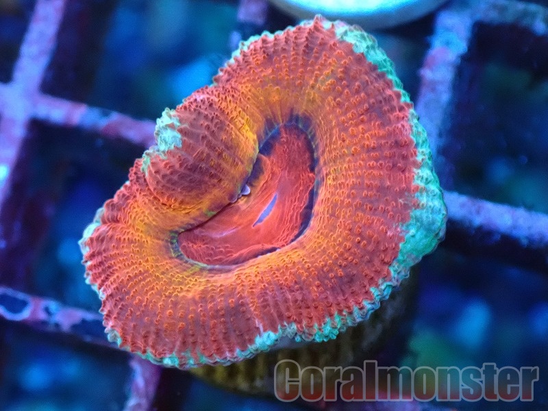 人気ブランドバ40代 商品検索 | サンゴ通販なら大阪の専門店 Coralmonster-コーラル ネックレス・ペンダント