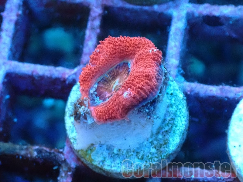 商品検索 | サンゴ通販なら大阪の専門店 Coralmonster-コーラル