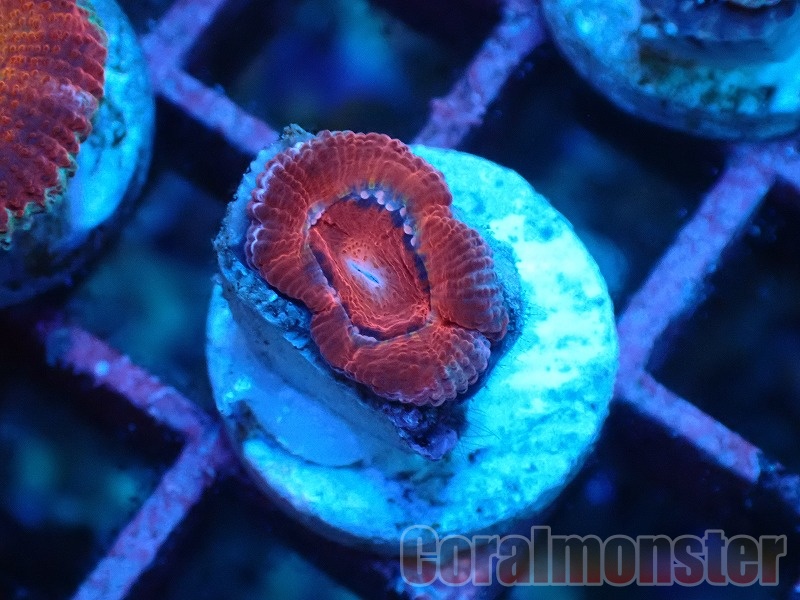 商品検索 | サンゴ通販なら大阪の専門店 Coralmonster-コーラル