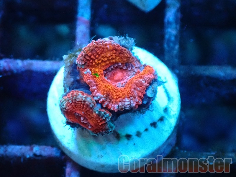 商品検索 | サンゴ通販なら大阪の専門店 Coralmonster-コーラル