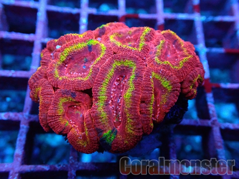 商品検索 | サンゴ通販なら大阪の専門店 Coralmonster-コーラル