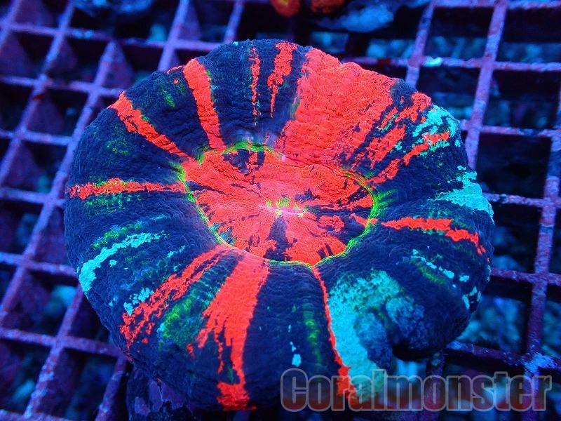 オオバナサンゴ　スーパーメタリックグリーンマルチ オオバナサンゴ スーパーメタリックグリーンマルチ