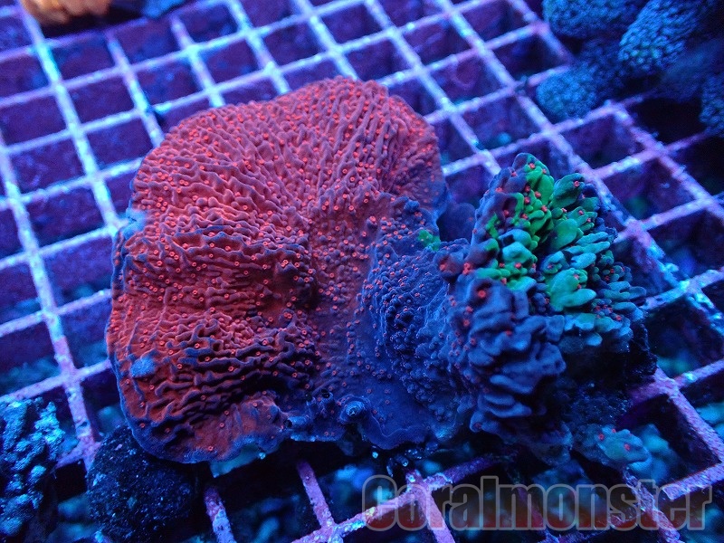 ウスコモン 赤色 フラグ 2枚合わせ うねりウスコモンサンゴ