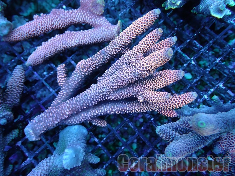 ミドリイシ.sp e ＊【北海道・沖縄・九州(福岡は除く)発送不可！！】