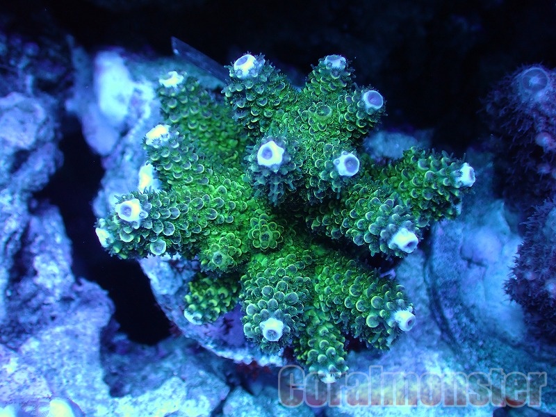 ひーさんページ Coral Sea Japan ミドリイシ 飼育簡単種！ 3 左H