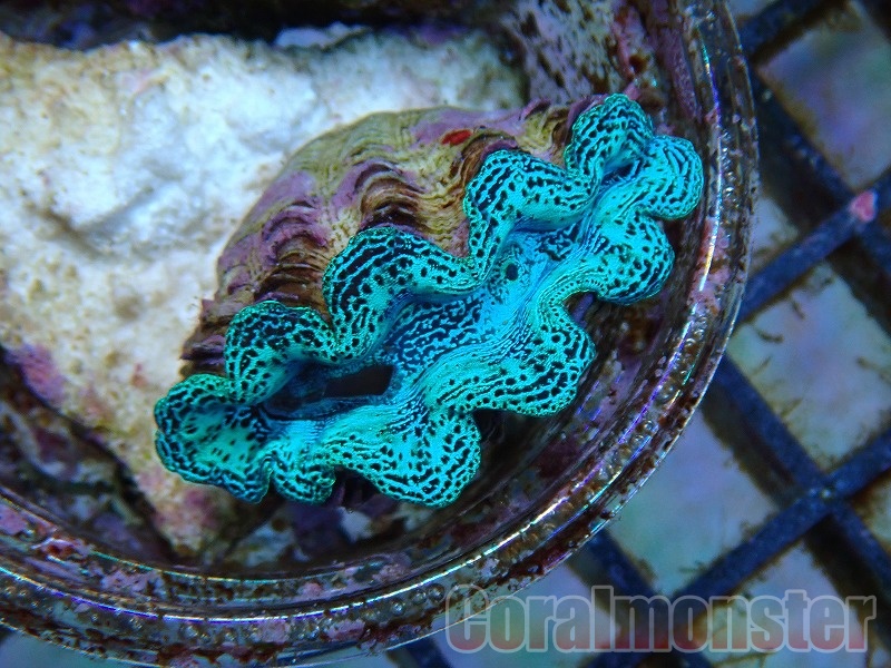 商品検索 | サンゴ通販なら大阪の専門店 Coralmonster-コーラル