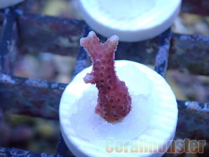 トゲサンゴ　37