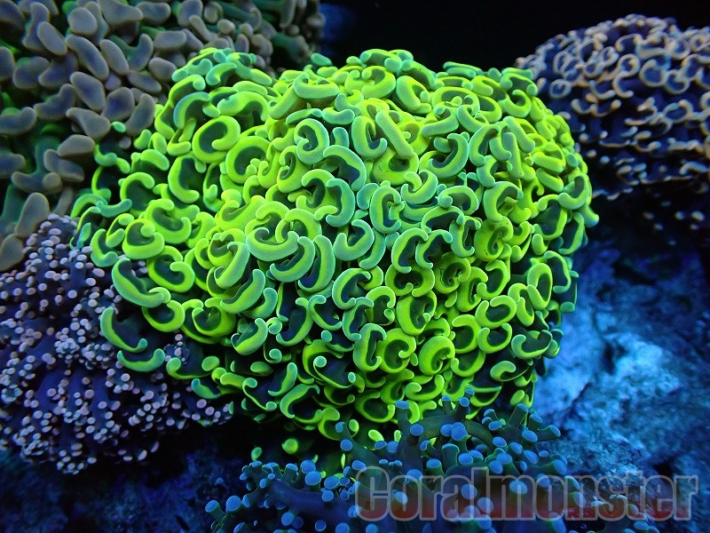 値下げ】ナガレハナサンゴ 20cm