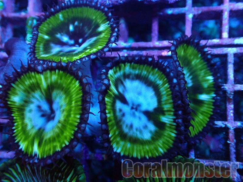 マメスナフラグ3セット