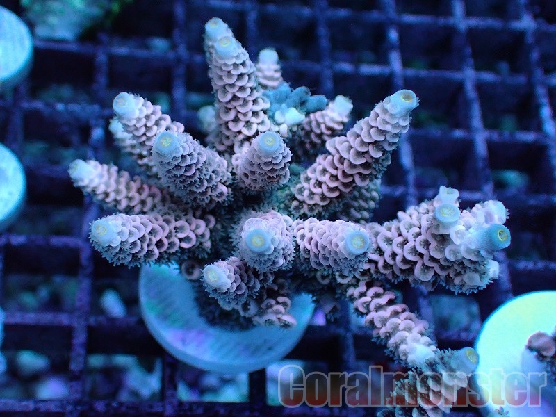Acropora（ウスエダミドリイシ） Frag インドネシア産 280｜サンゴ通販  
