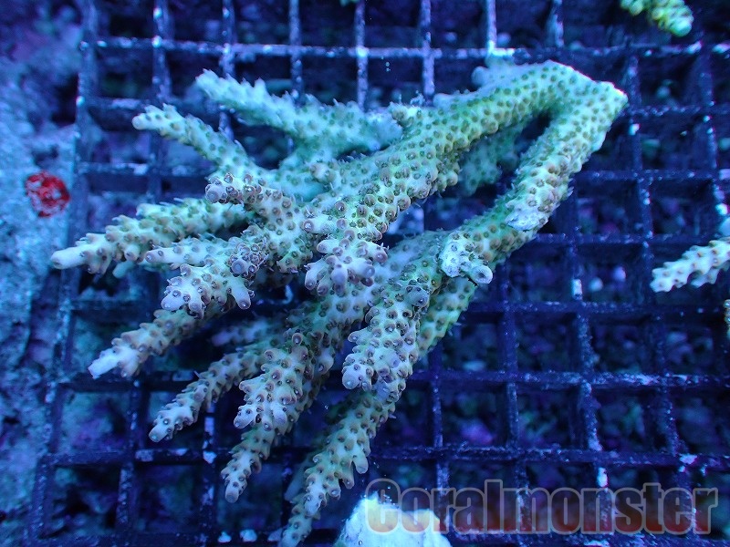 人工ライブロック　SHR18 アク抜き済み安心塗料使用 人工ライブロック SHR18 アク抜き済み安心塗料使用