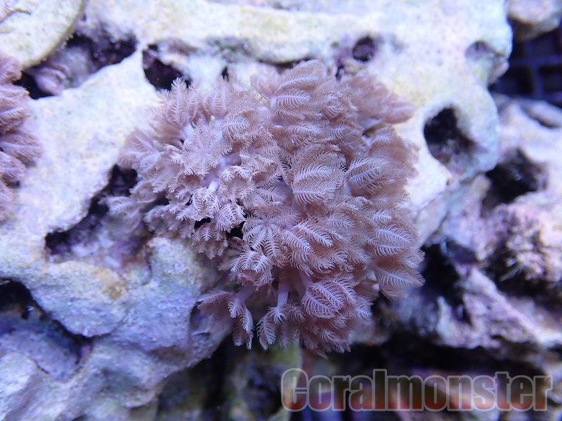 パクパクウミアザミ 長期飼育個体 自然繁殖個体 茎太個体 子株 株分け