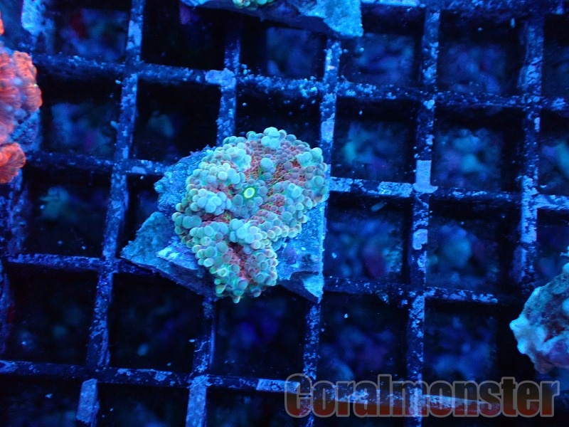 コーラルフリークス CATEGORY ディスクコーラル | Hale Bopp Corals