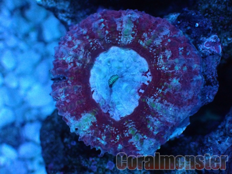 K18WG 珊瑚(コーラル)・ダイヤモンド ペンダント ローズモチーフ 品番