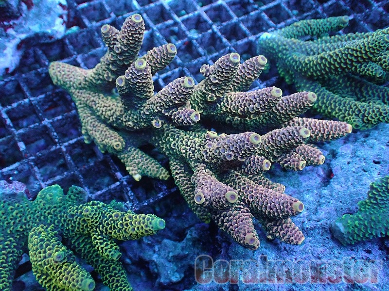 kainazzo ミドリイシ蛍光グリーンLL-2 kainazzo ミドリイシ蛍光グリーンLL ベースロック付き