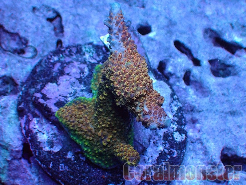 Acropora abrolhosensis (ミドリイシ） インドネシアブリード