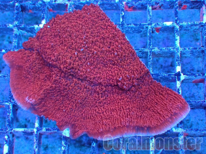 ウスコモンサンゴ オレンジ サンゴ アクアリウム sps コモン