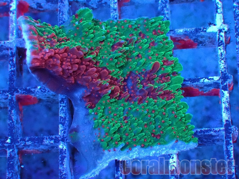 コモンサンゴ(Grafted Montipora) 061｜サンゴ通販なら大阪の