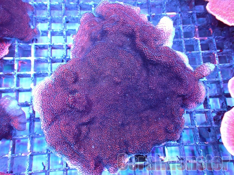 コモンサンゴ