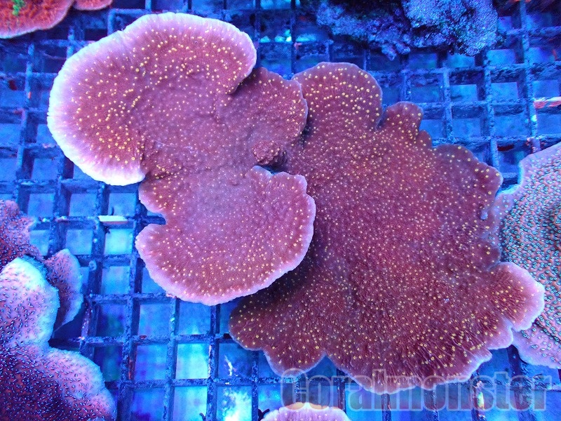 ウスコモンサンゴ RedとGreen 7X3,5cm ウスコモンサンゴ RedとGreen 7X3,5cm