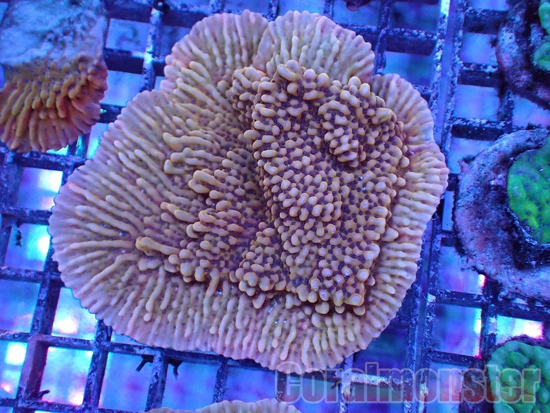 コモンサンゴ レッド&グリーン (Aussie Red and Green Montipora