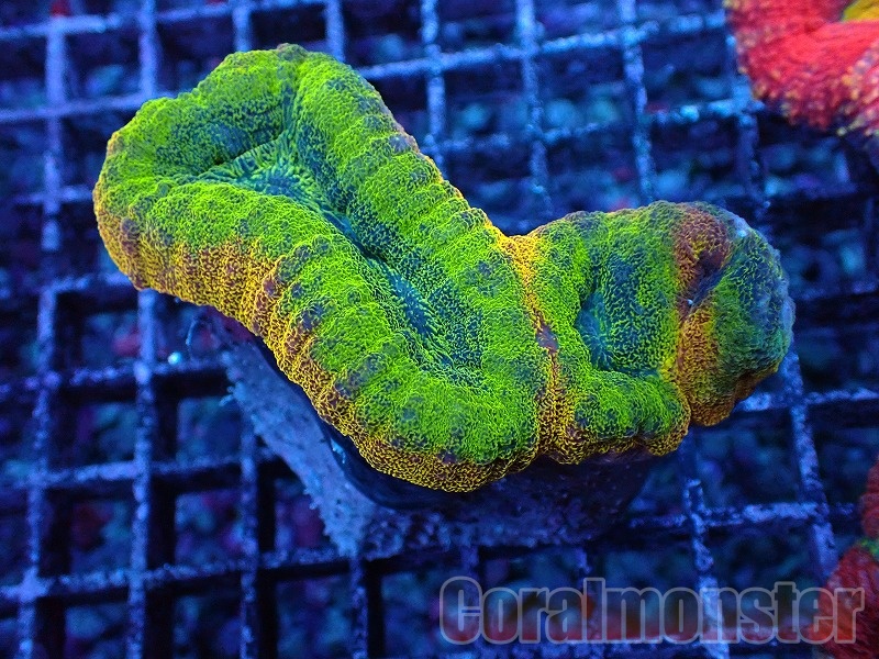おらいさん苗　ザラゴーサspノバ　カキコ　札なし 多肉植物 エケベリア おらいさん苗 ザラゴーサspノバ ④ - メルカリ
