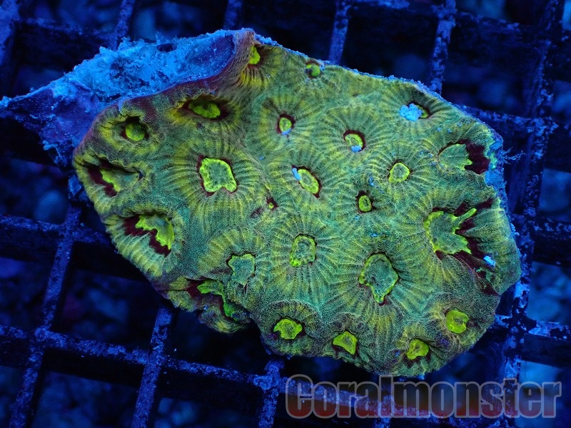 商品検索 | サンゴ通販なら大阪の専門店 Coralmonster-コーラル
