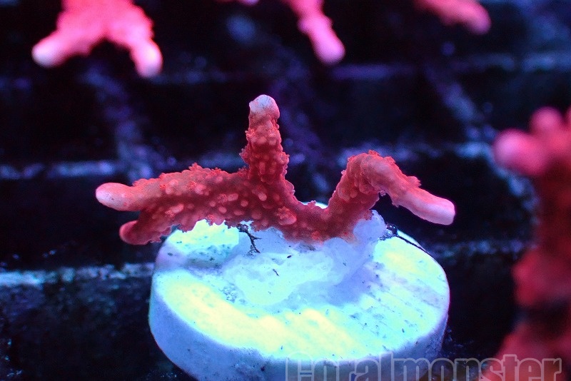 メデューサコモン(Red)