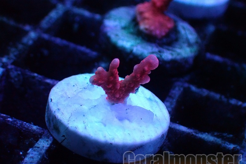 商品検索 | サンゴ通販なら大阪の専門店 Coralmonster-コーラル