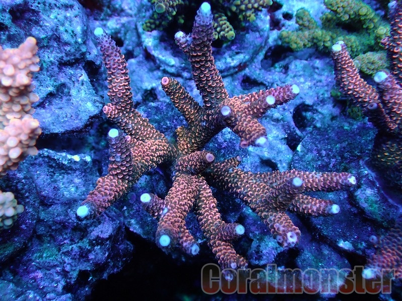 Acropora abrolhosensis (ミドリイシ） インドネシアブリード