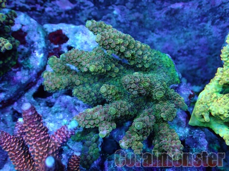 商品検索 | サンゴ通販なら大阪の専門店 Coralmonster-コーラル