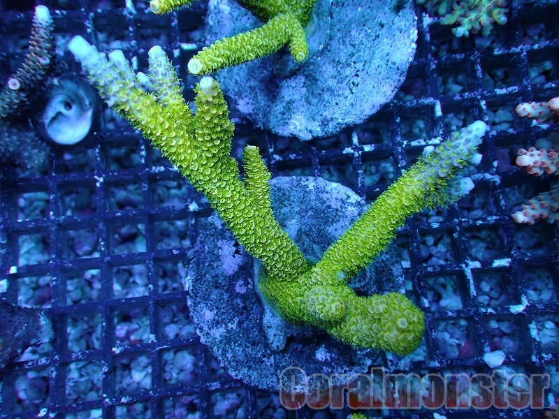 Acropora (ヒメマツミドリイシ） インドネシアブリード 188