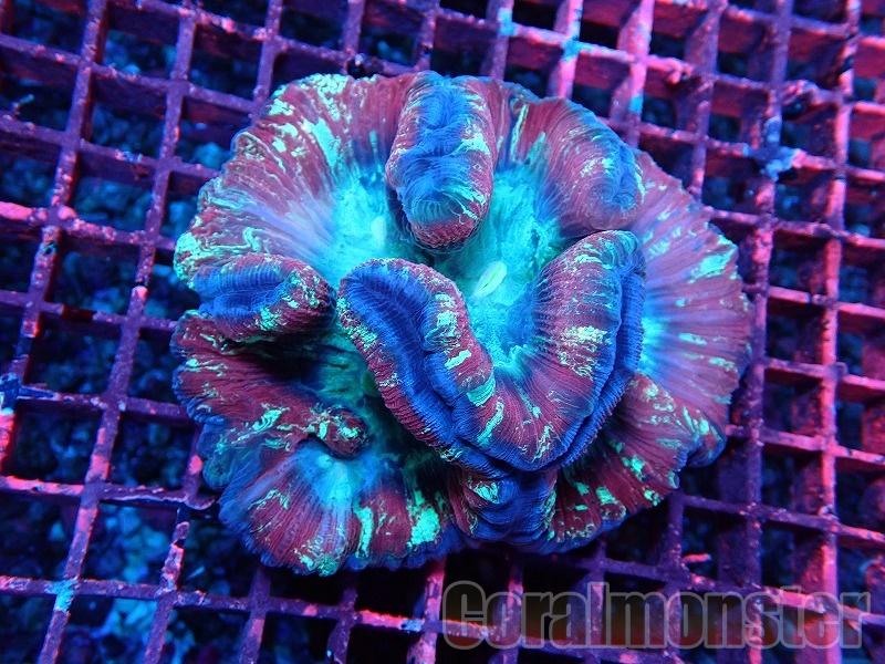 商品検索 | サンゴ通販なら大阪の専門店 Coralmonster-コーラル