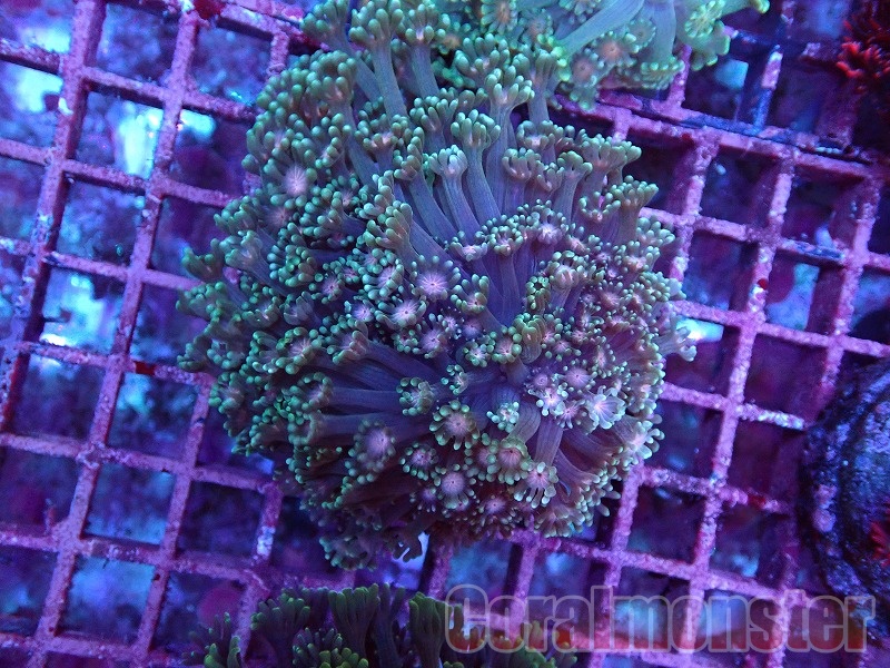 商品検索 | サンゴ通販なら大阪の専門店 Coralmonster-コーラル
