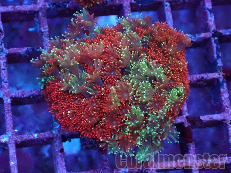 商品検索 | サンゴ通販なら大阪の専門店 Coralmonster-コーラル
