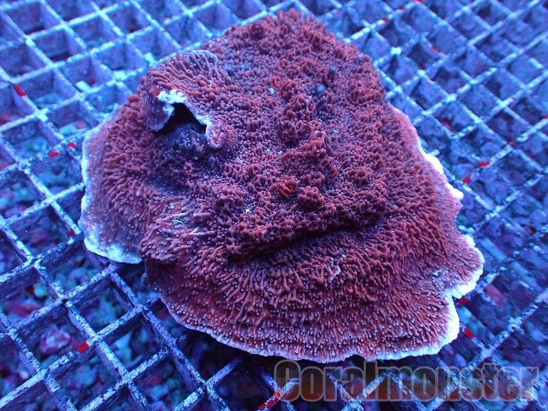 商品検索 | サンゴ通販なら大阪の専門店 Coralmonster-コーラル