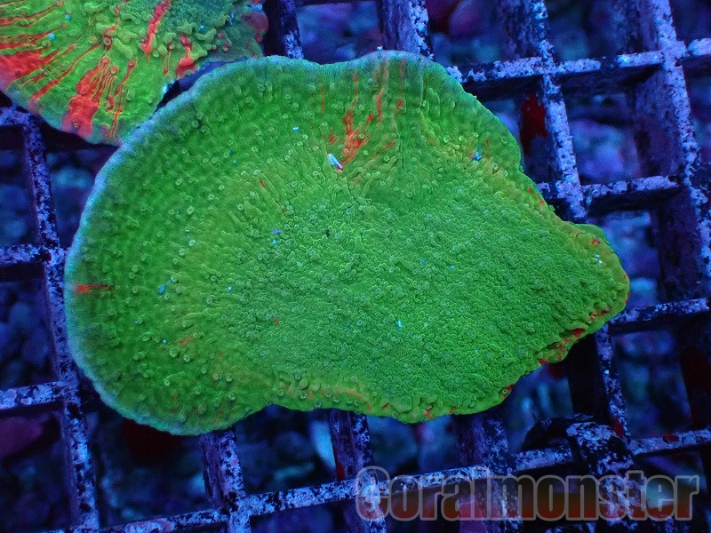 商品検索 | サンゴ通販なら大阪の専門店 Coralmonster-コーラル