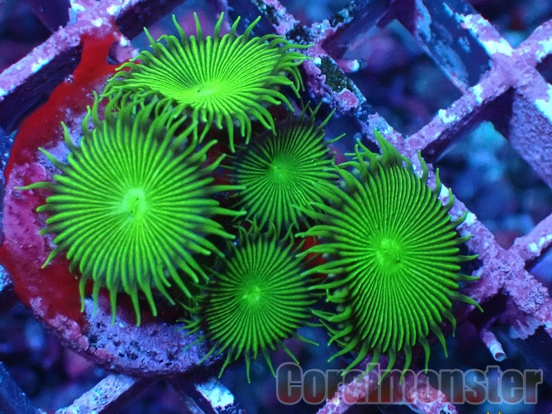 珊瑚ウスコモン　グリーン、オレンジ　セット Yahoo!オークション -「コモンサンゴ」(魚類、水生生物) の落札