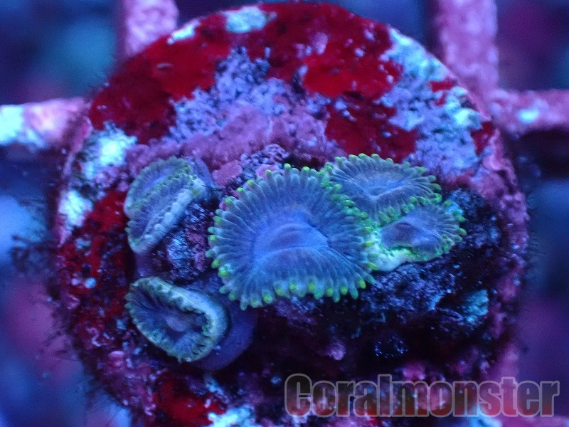 ご自宅用限定お買い得品 商品検索 Coralmonster-コーラル サンゴ通販なら大阪の専門店 | ネックレス・ペンダント